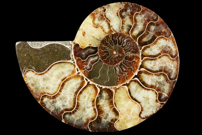 Agatized Ammonite Fossil (Half) - Madagascar #115332